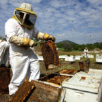 video hive collapse articleLarge v