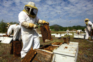 video hive collapse articleLarge v