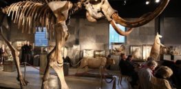 MAMMOTH master