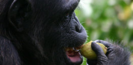 Chimp eating fig