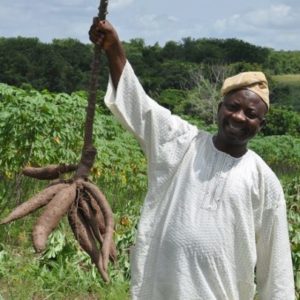 Cassava field roots L Sanni Nigeria A Graffham e x