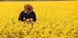 Australian election results could spell bad news for GMO farmers