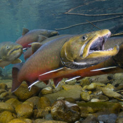 BullTrout BighornRamCreekWigwamRiver USFWS