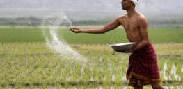 Why hasn't India embraced GM food as it did Green Revolution technologies?