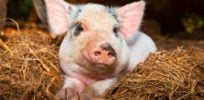 Pig growth gut health may see boost from protease supplements strict xxl