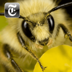 bee head on featured articles
