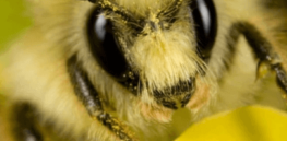 bee head on featured articles
