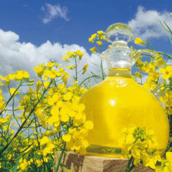canola oil