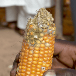 corn