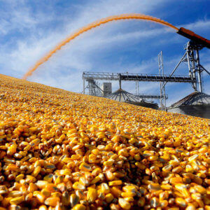 cornharvest custom c d d abc a fdfc ba f s c e