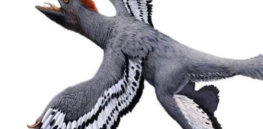 dino e
