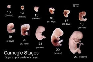 embryos