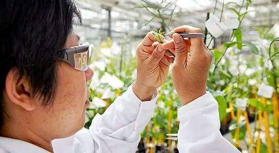 plant breeding oilseed rape as example