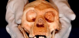 'Hobbit' origins? It's unlikely that tiny species evolved from ancestor of modern humans