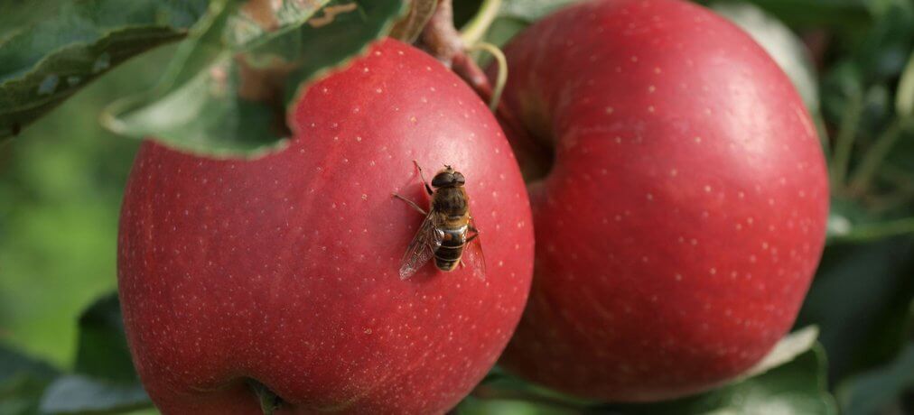 Wide range, high levels of pesticides found in apple orchard honeybee colonies