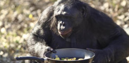 Natural chefs? Chimps learn to use an oven, sparking debate on how humans learned to cook