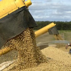 Brazil soy cultivation