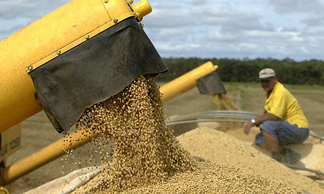 Brazil soy cultivation