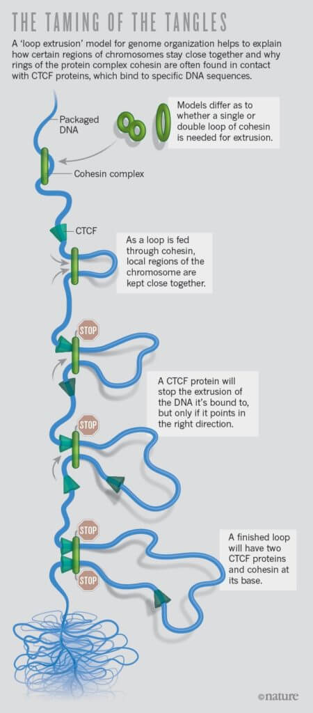 Looping DNA graphic