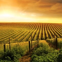 Not all farms have to have huge tracts of land x