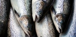 atlantic salmon