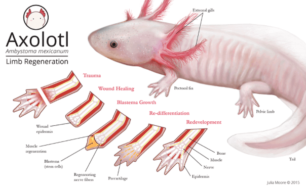 Parts Of Axolotl