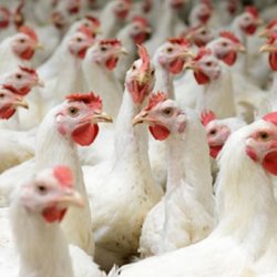 chickens