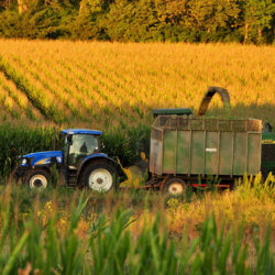 corn harvest e
