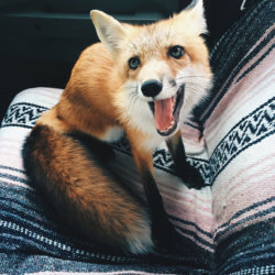 fox