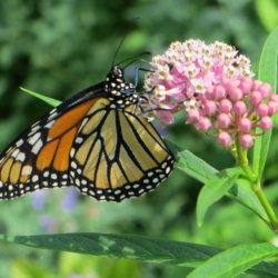 milkweed