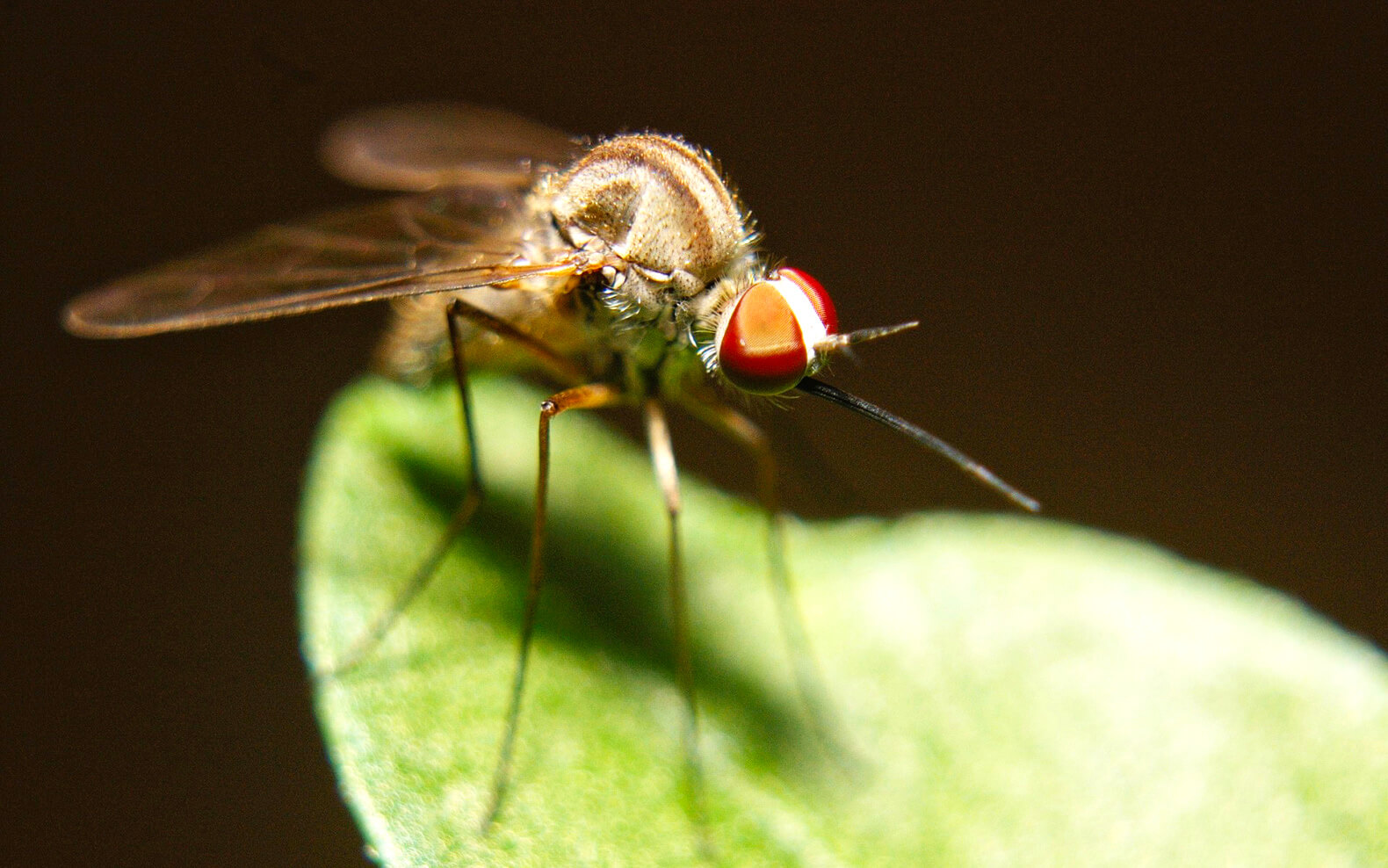 mosquito