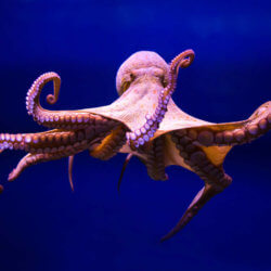 octopus