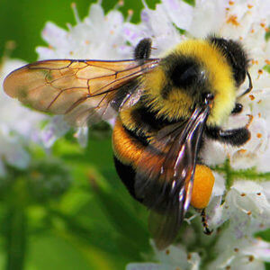 rusty patched bumblebee e