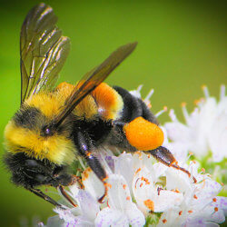 rustypatchbee