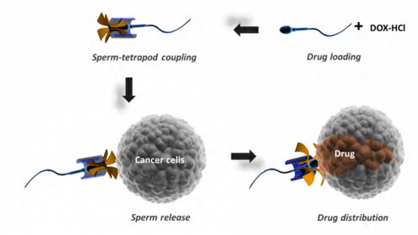 sperm drive