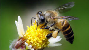 wild bee on flower x