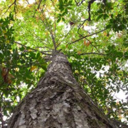 American chestnut allen breed ap