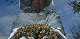 Bees Colony collapse disorder Laurent Geslin
