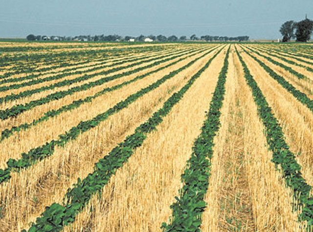 GMO sustainability advantage? Glyphosate spurs no-till farming, preserving soil carbon