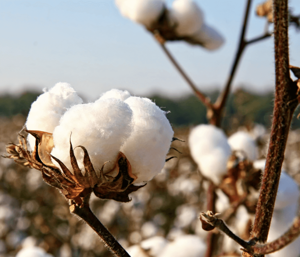 Ghana suspends GMO cotton field trials after Monsanto withdraws funding ...
