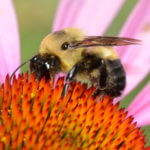 bumble bee and flower