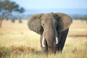 elephant