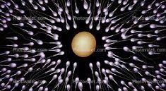 em sperm swarm egg