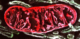 g sem of mitochondrion