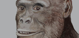 graecopithecus freybergi