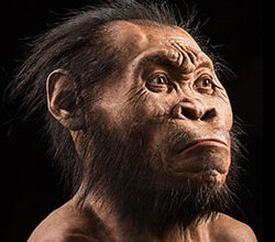 homo naledi