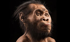 homo naledi