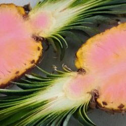 pink pineapples large trans NvBQzQNjv BqZyr RvqrFlHdIeGHHfdSftEH OcCRr LCPLLce HYHo