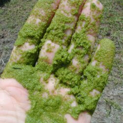 pond algae