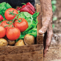 sustainable agriculture